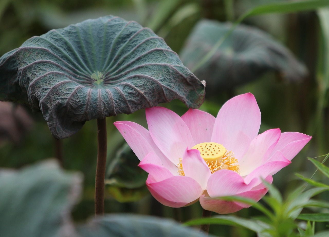 Why Lotus App Download: Step-by-Step Guide for India (2026)